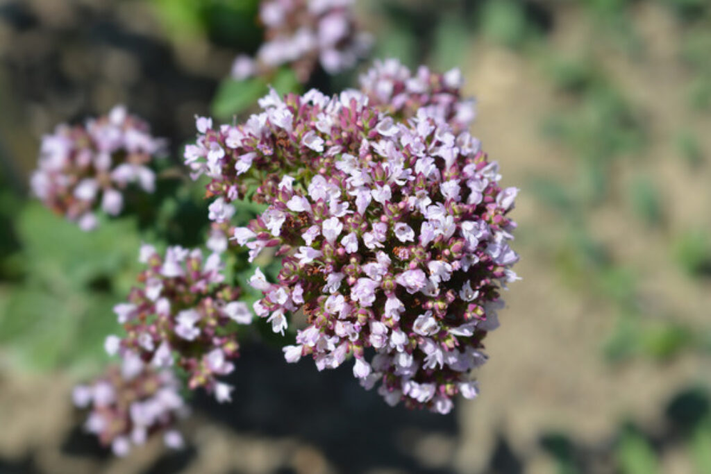 How to Grow and Care for Marjoram TopBackyards