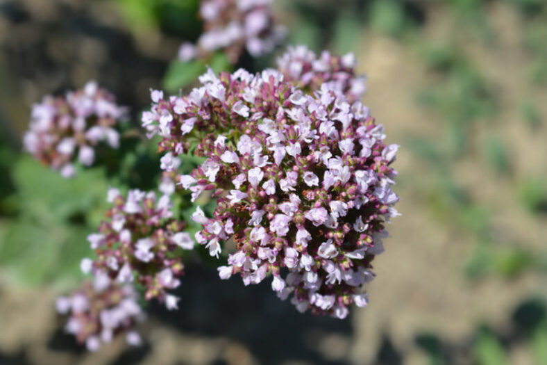 How to Grow and Care for Marjoram TopBackyards