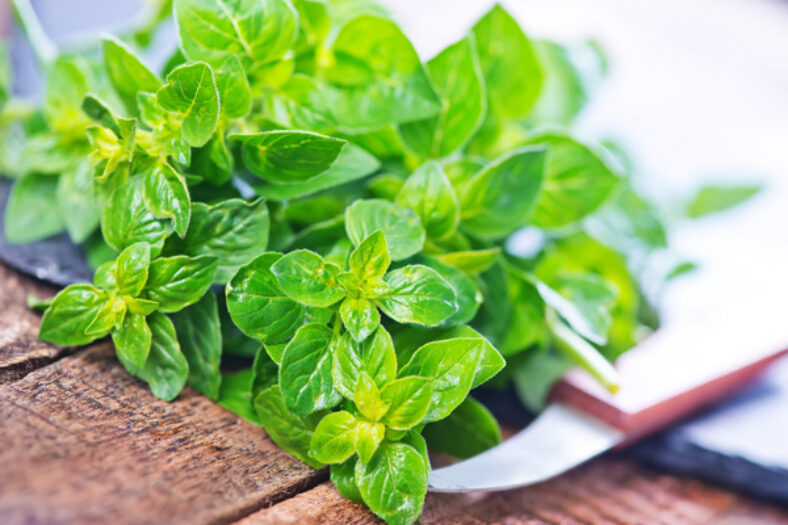 How to Grow and Care for Marjoram TopBackyards