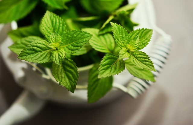 mint herbs