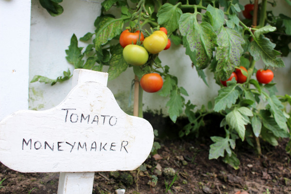 money maker tomatoes