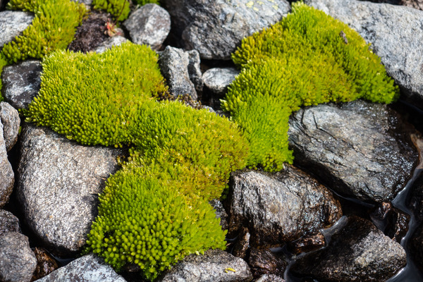 beautiful moss on rocks