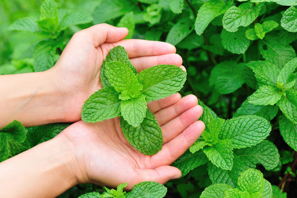 nana mint plant