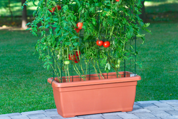 patio tomatoes