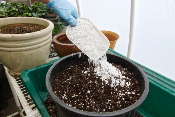 adding perlite to well-drained soil