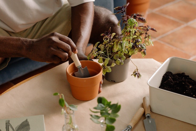 planting coriander