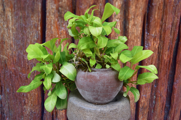 pothos plant