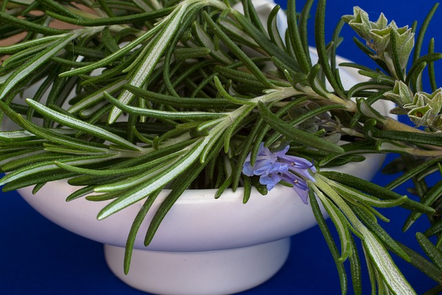 rosemary indoor herbs