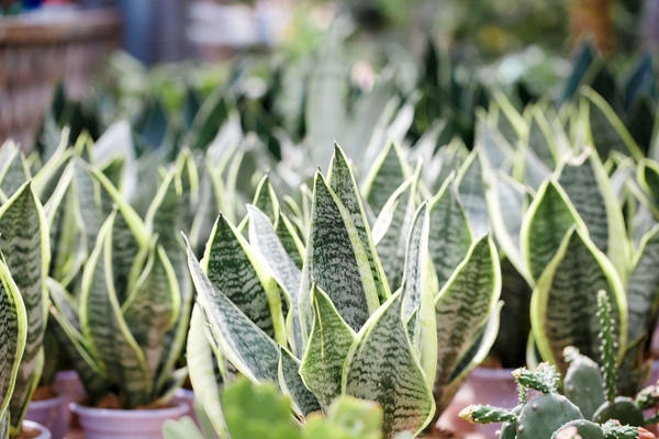 sansevieria cleopatra