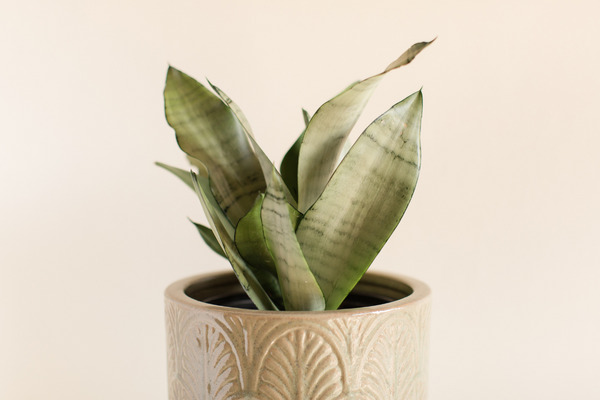 snake plant varieties