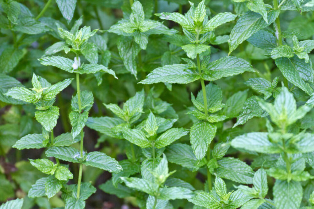 18 Popular Types of Mint TopBackyards