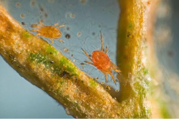 spider mite on a plant