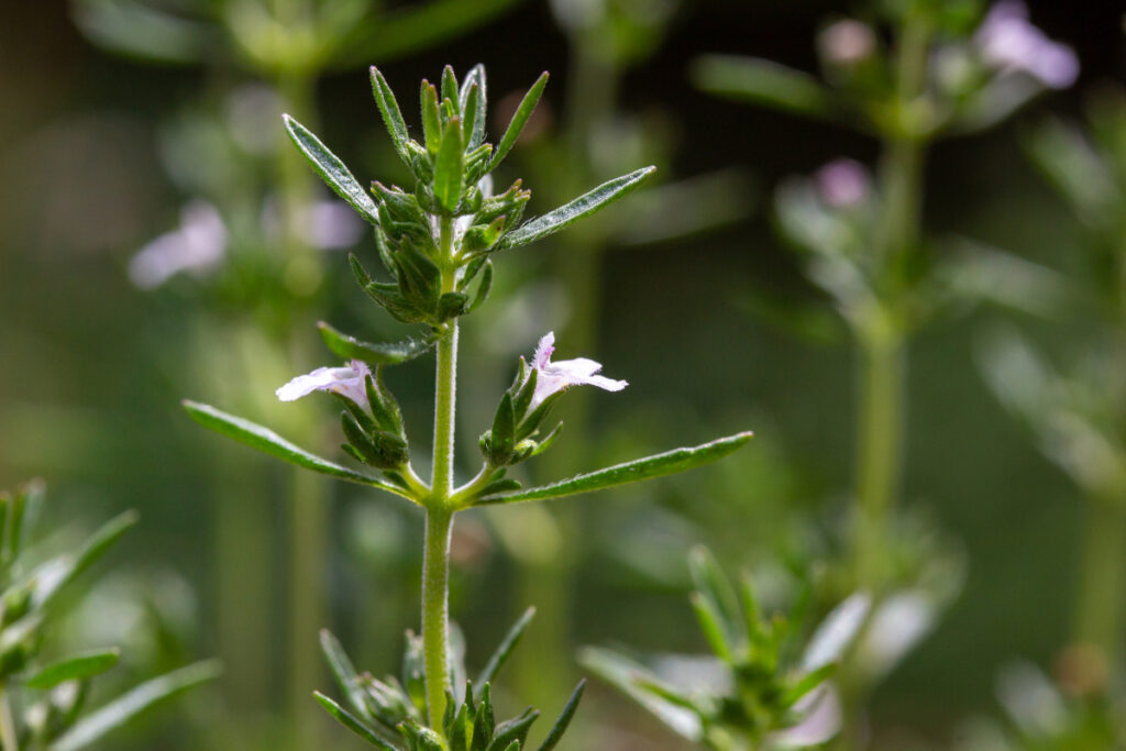 summer savory plant