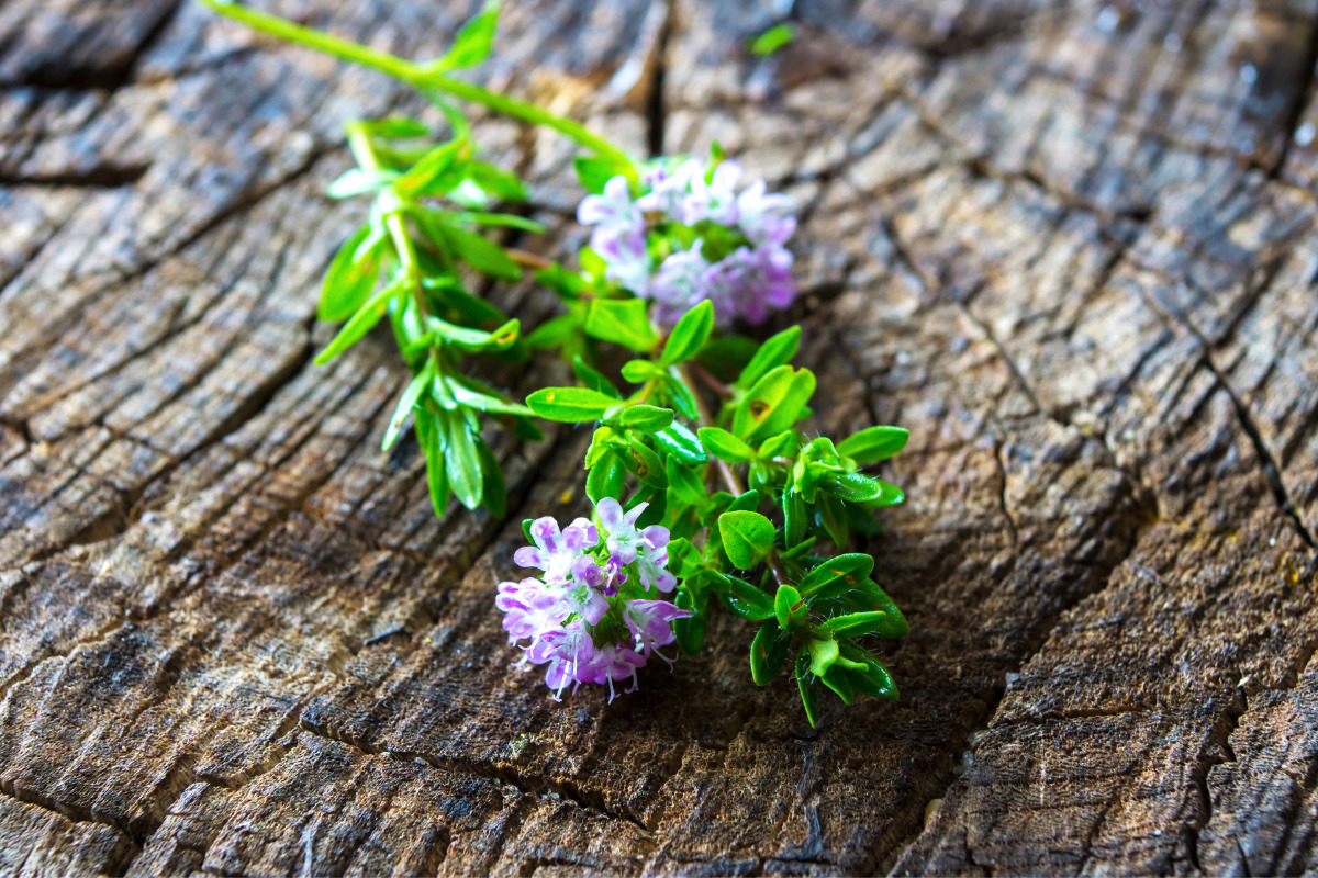 summer savory plant with flowers