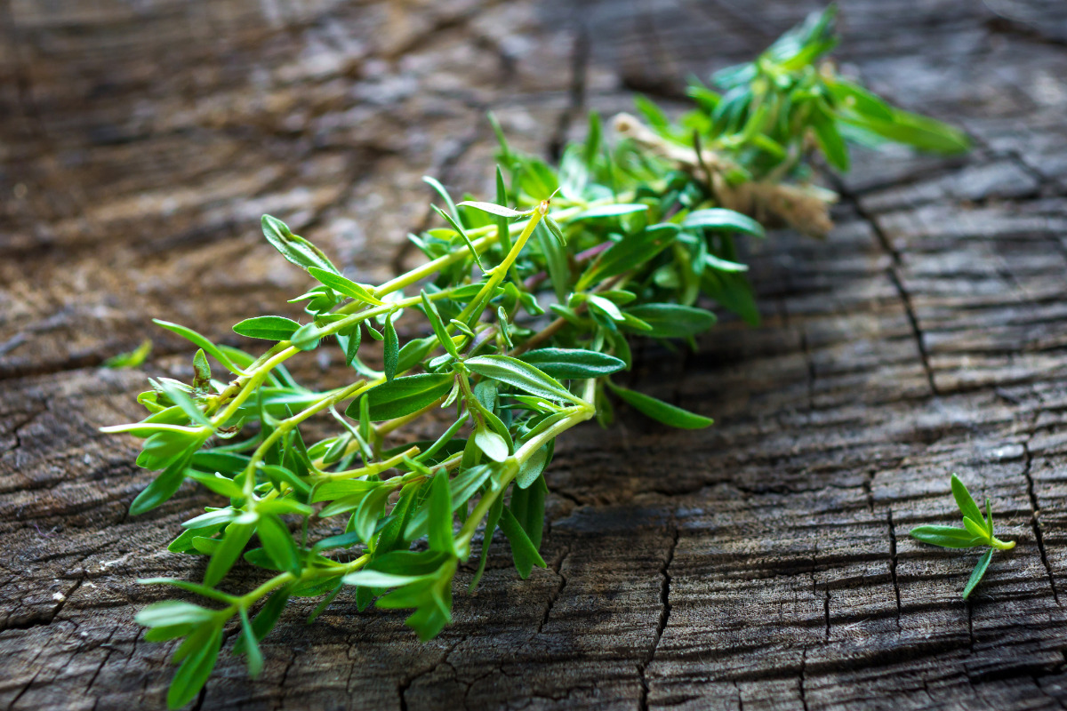 summer savory plants