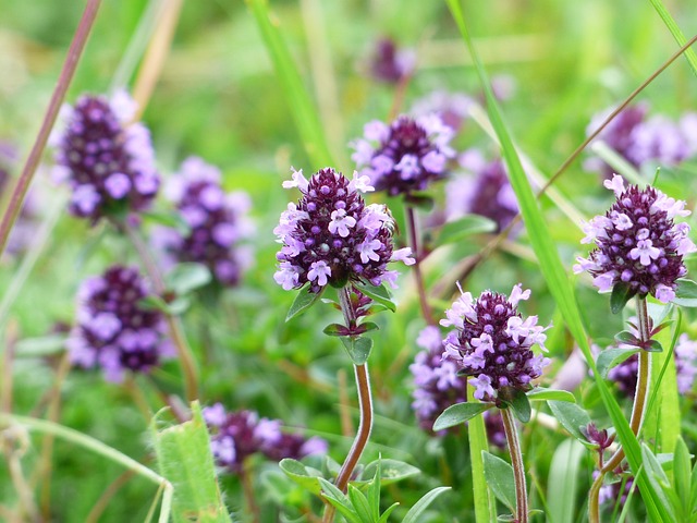 thyme plants