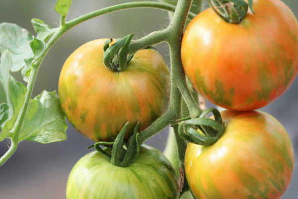 tigerella tomatoes