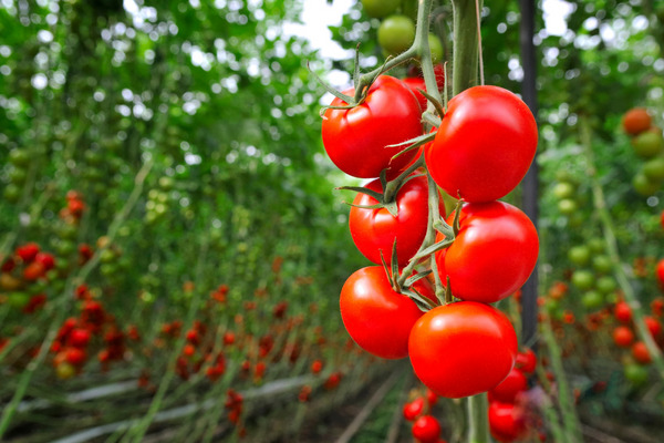 tomatoes