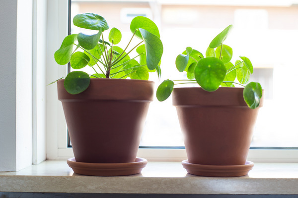 two chinese money plants