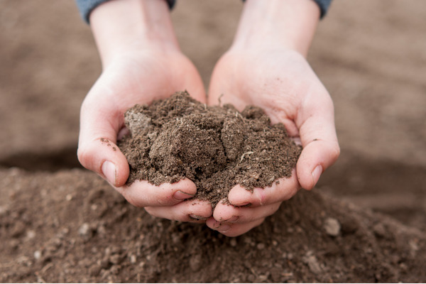 well draining soil in a person's hands