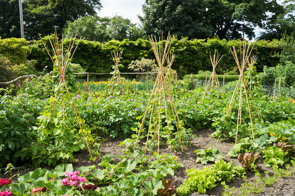 an outdoor garden