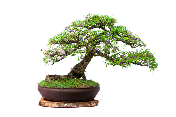 pretty bonsai tree