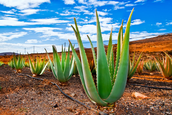 aloe vera plants