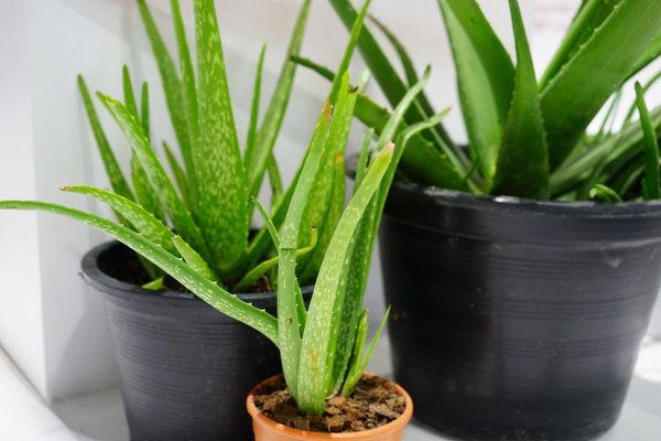 aloe vera plants in pots