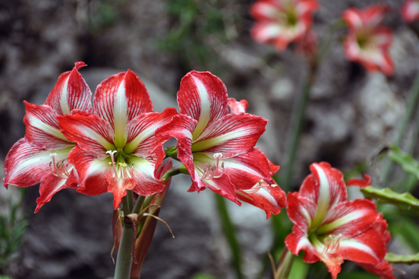 red amaryllis