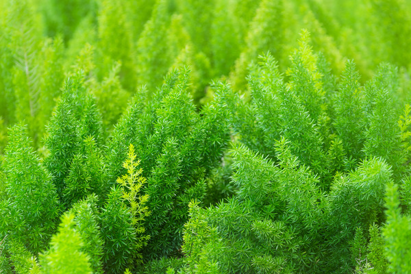 asparagus ferns