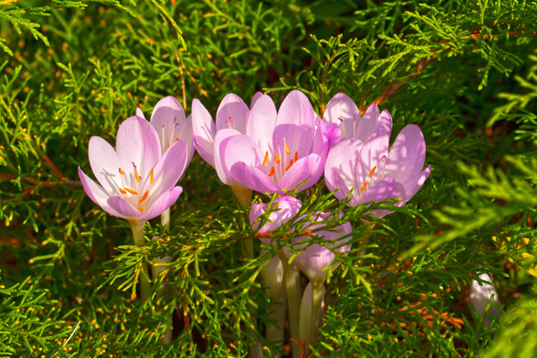 pinkish autumn crocus flowers