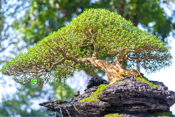 a small bonsai tree