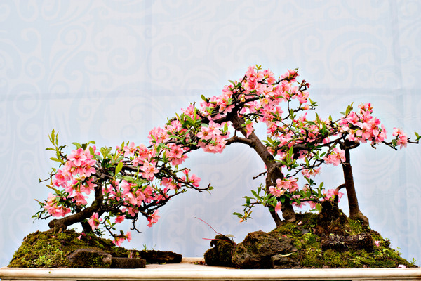 bonsai plant with flowers