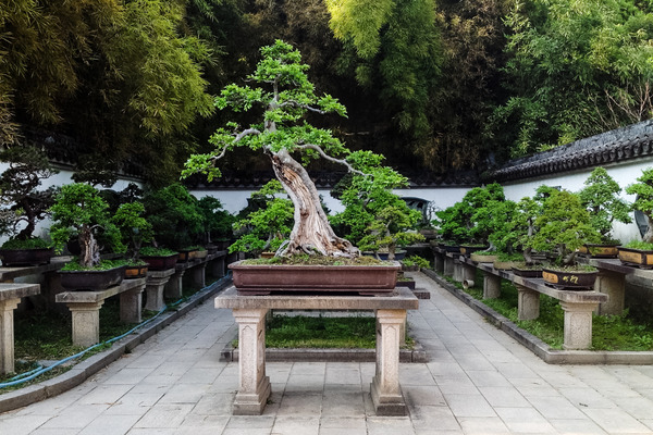 many little bonsai trees