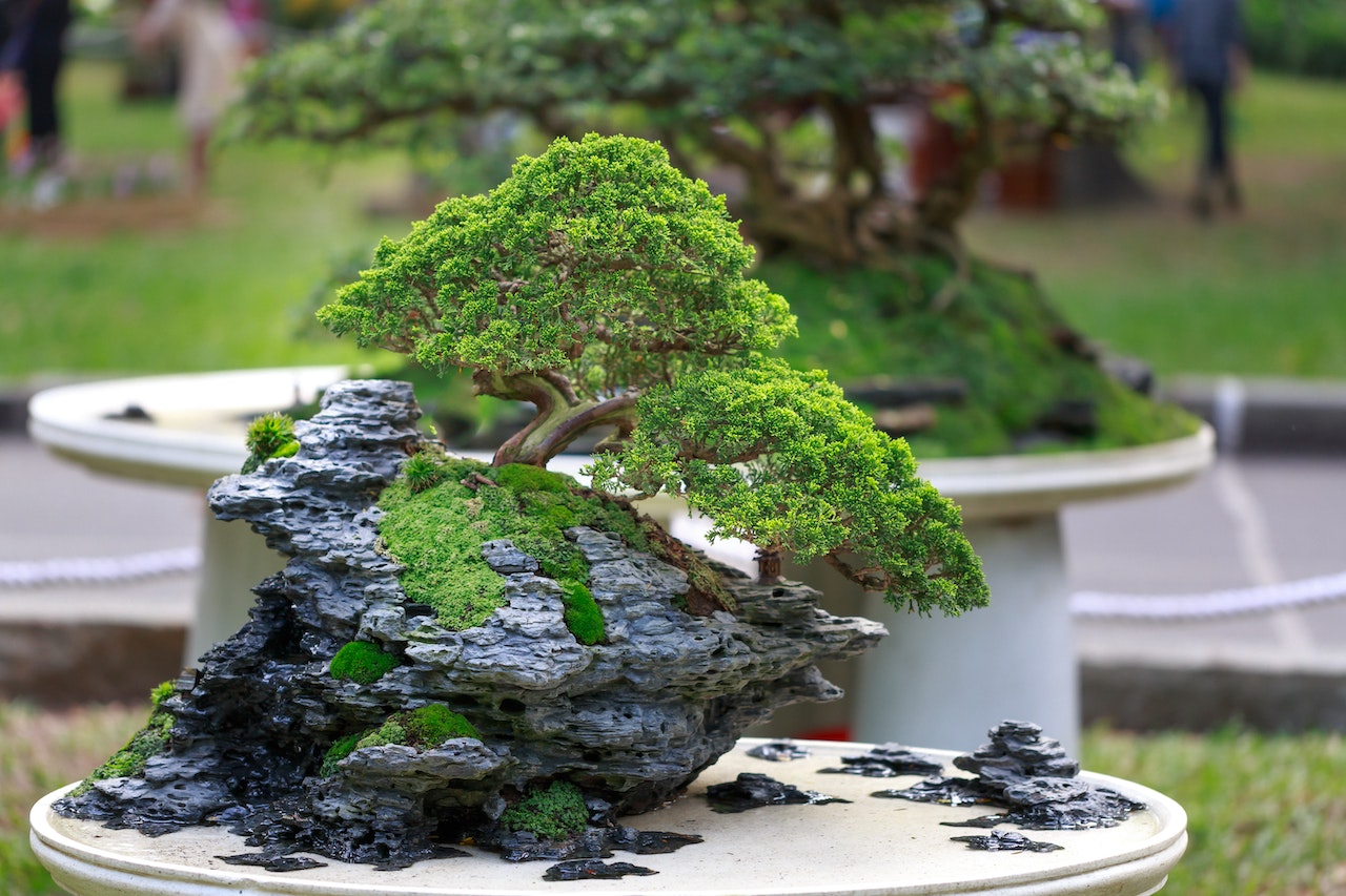 a bonsai tree