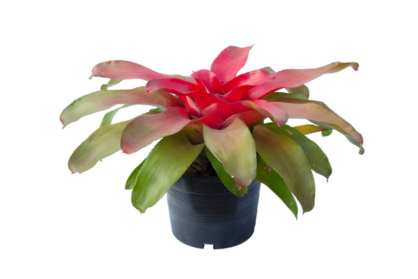 a red and green bromeliad