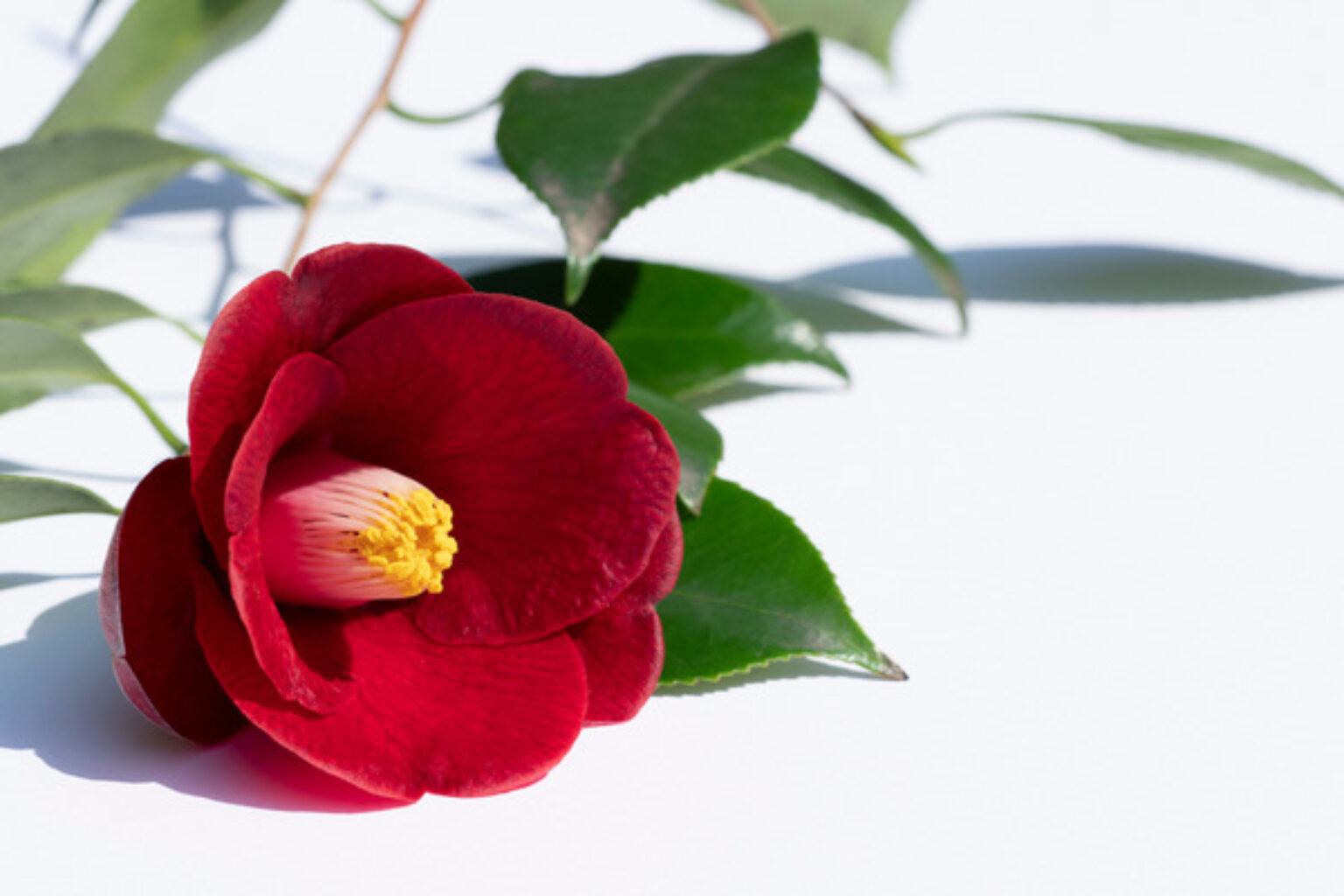 11 Beautiful Flowers that Bloom in the Winter TopBackyards