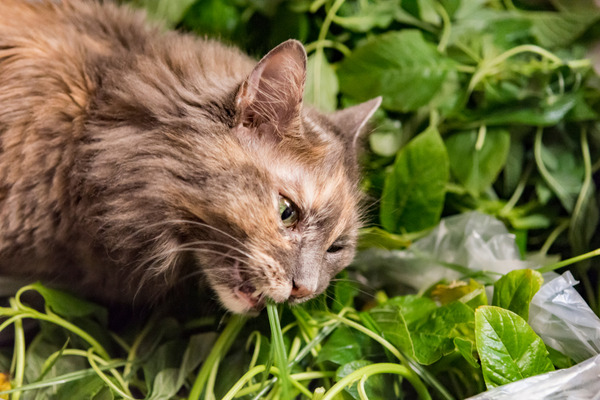 a cat nibbling a plant