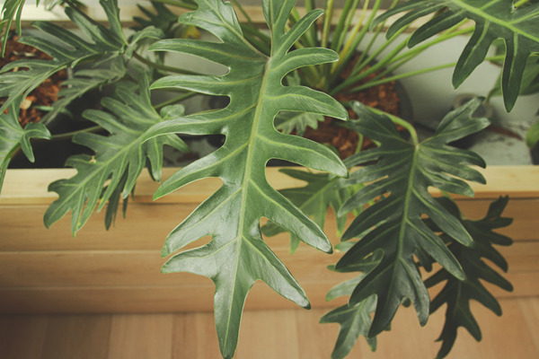 a philodendron plant