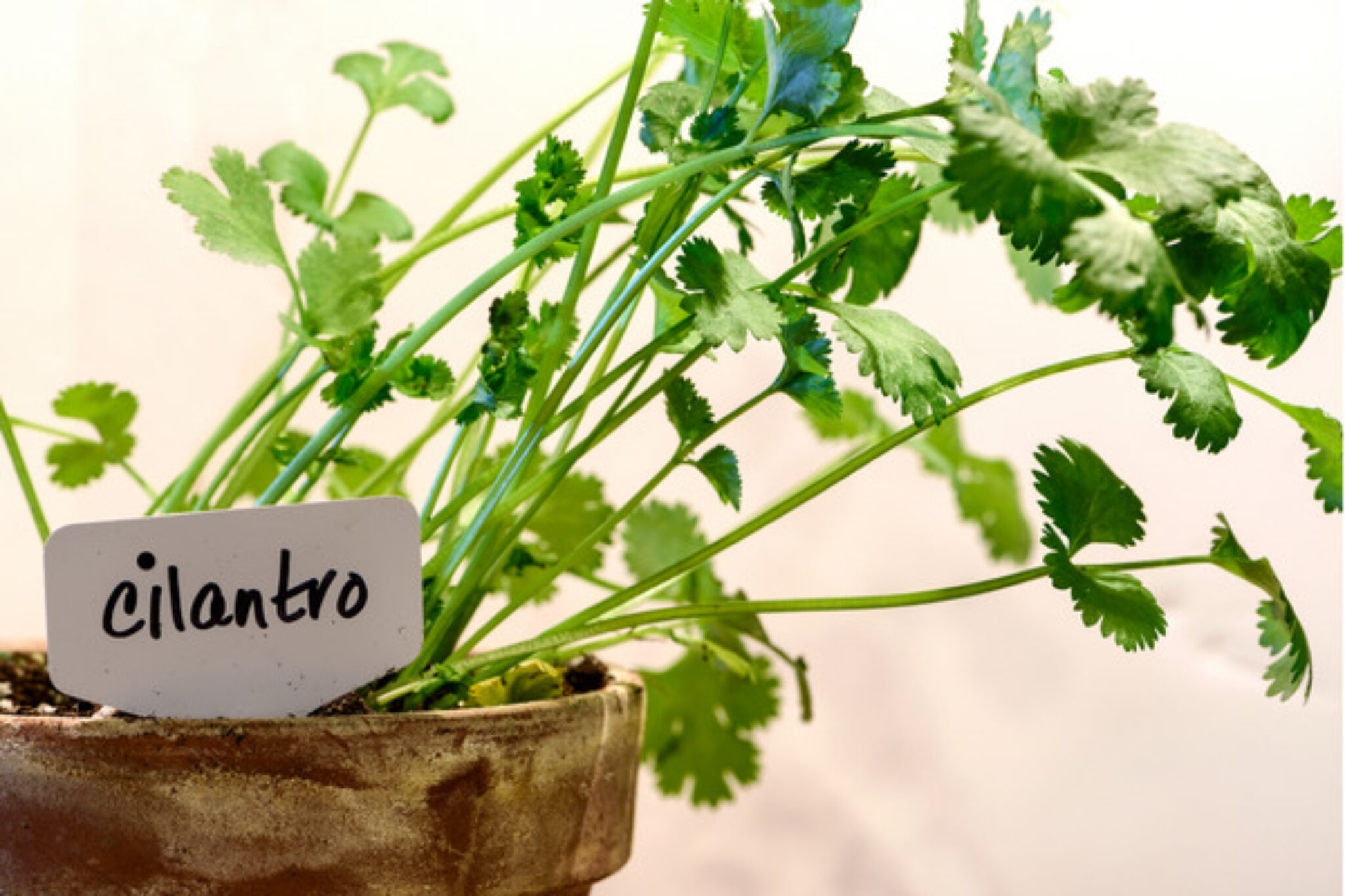 How to Grow Cilantro A Brief Guide TopBackyards