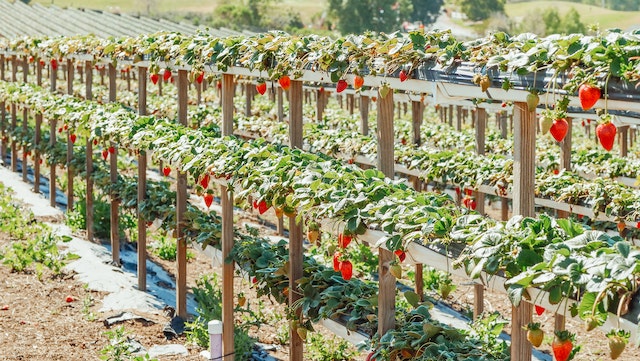 plants on trellises