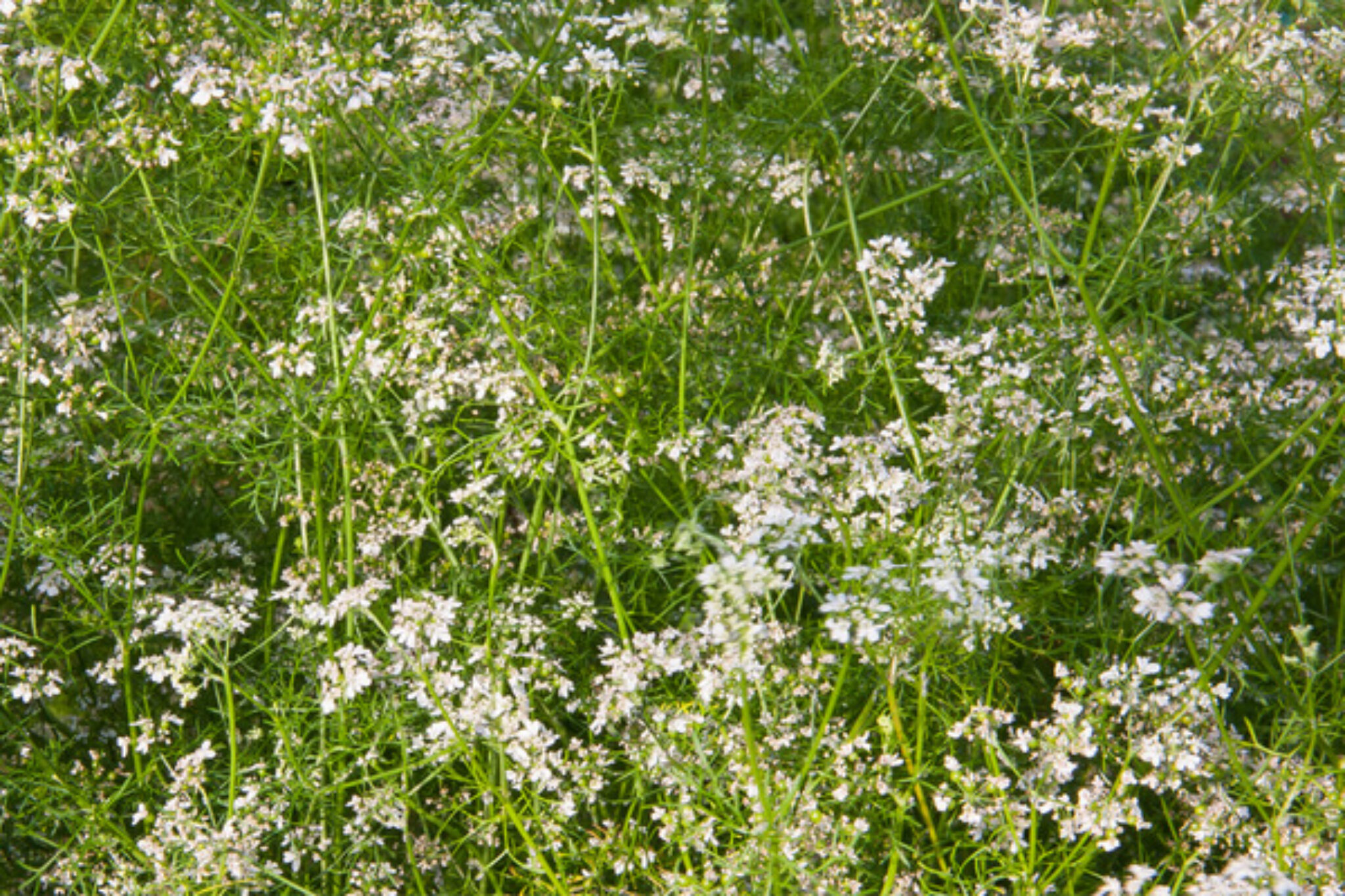 Why is My Coriander Bolting? And How to Prevent It TopBackyards