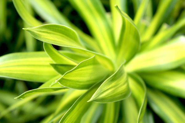 corn plants