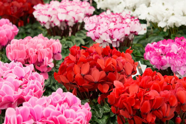 differently colored cyclamen plants