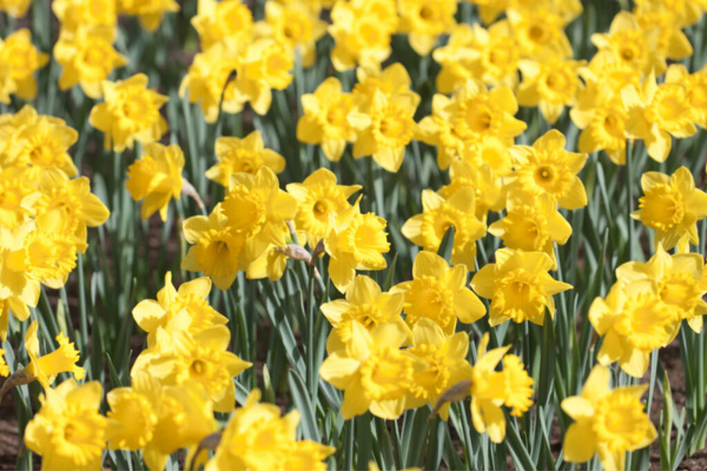 12 Houseplants That are Toxic for Dogs TopBackyards