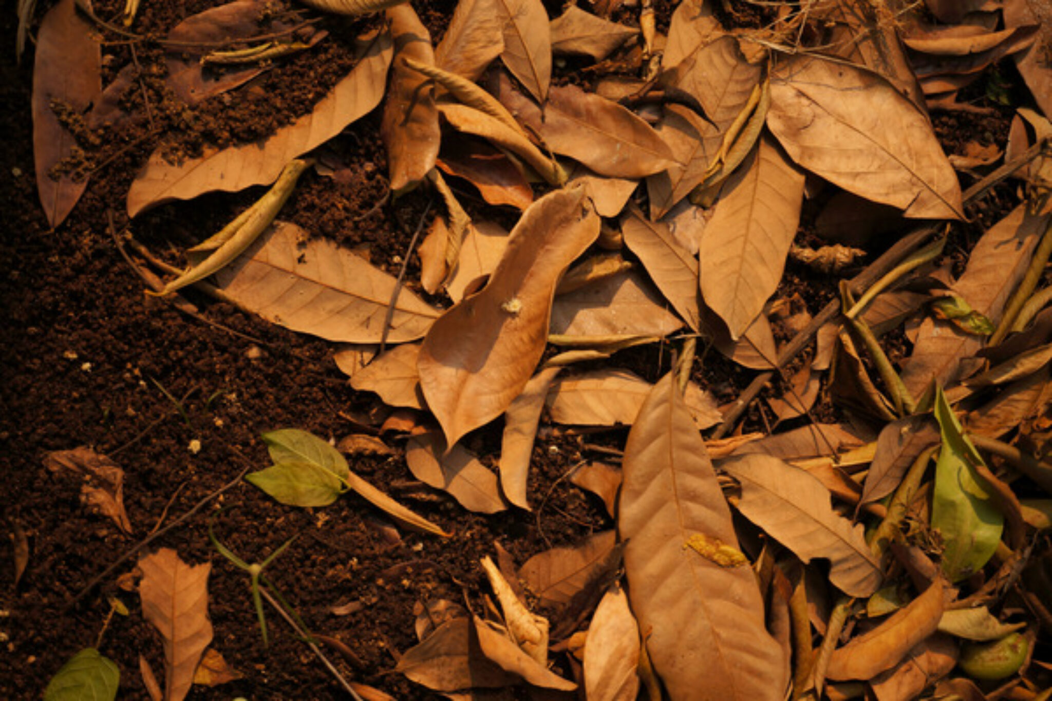 Leaf Composting and Its Benefits TopBackyards