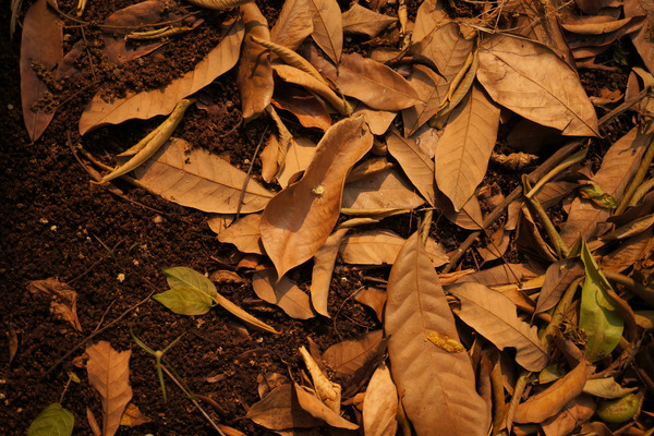 dried up leaves