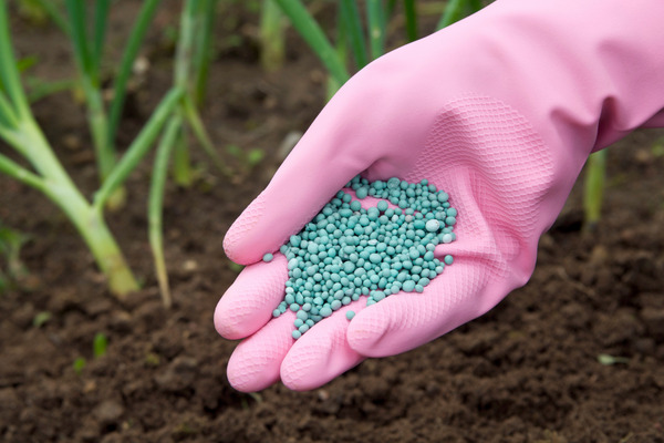 fertilizing leeks