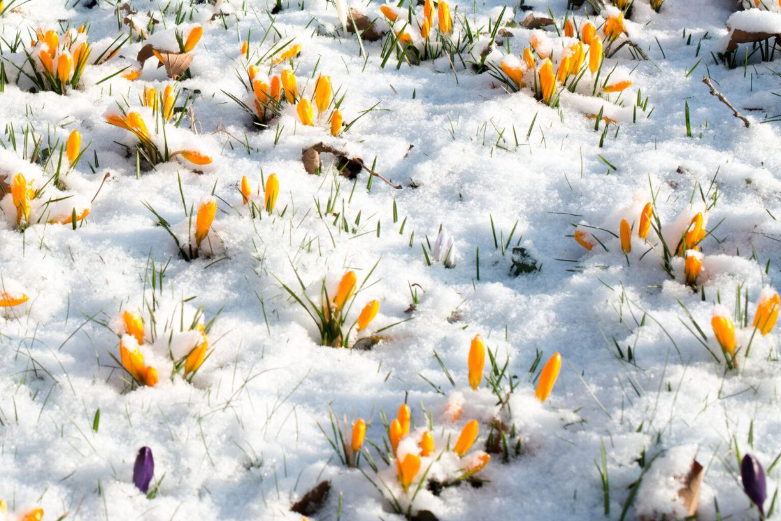 11 Beautiful Flowers that Bloom in the Winter TopBackyards