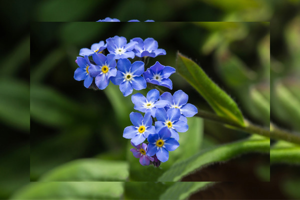 forget me not flowers